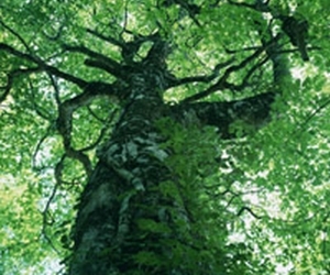 ����̎��Âƃ��[�U�[